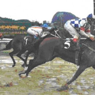 Dragonet gosta da areia, leve ou pesada, e venceu mais uma vez