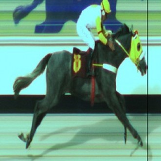 Beduíno do Brasil esbanja qualidade e vence mais um grande prêmio – [03/02/2013]