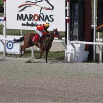 MAIS UMA ÉGUA DE CRIAO DO HARAS SANTARÉM GERA LÍDER NO HIPÓDROMO DE MAROÑAS (URUGUAI)