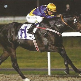 Haras Santarém – Qualidade acima de tudo