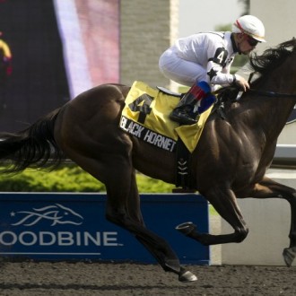 Canadá: filho de Pioneering em mãe por Siphon vence Stakes em Woodbine – 03/07/2013