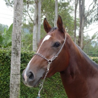 MAIS UM GRANDE SUCESSO DO SANTARÉM