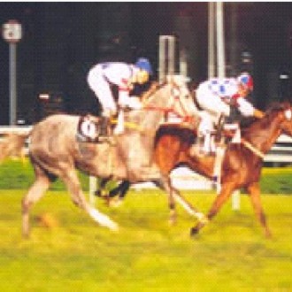 As criações do Haras Santarém começam bem o final de semana.