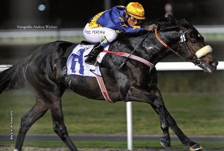 Gloria_campeao_fino trato