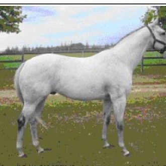 IMPRESSION, com os resultados do último final de semana na Gávea, ocupa o 2º. lugar