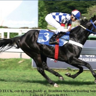 BRAZILIAN SELECTED YEARLING SALE
