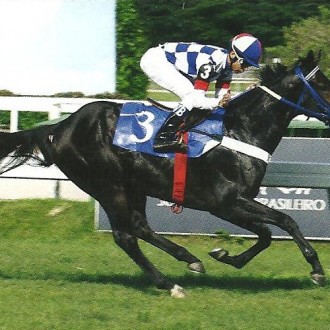 NIP AND TRUCK – Macho/Castanho/2010