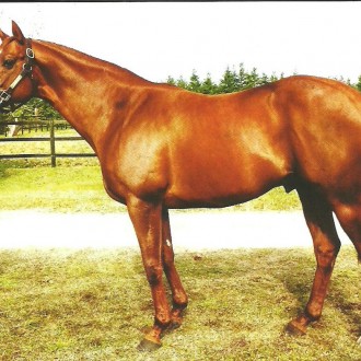 Public Speaker (USA)