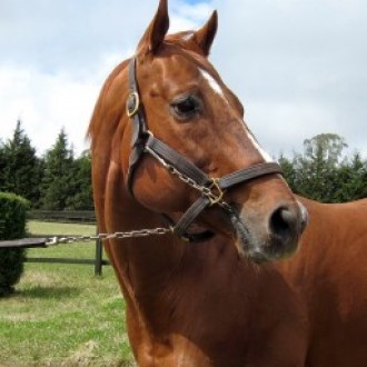 Quais foram os garanhões que mais cobriram em 2012