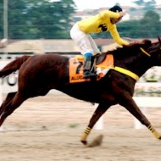 Turfe Brasileiro – Alucard (Brz) – Linda Vitória no GP. Paraná Gr.1 – Brilhou a Criação do Haras Santarém