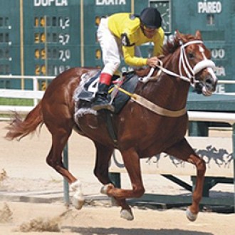 Criação Haras Santarém  