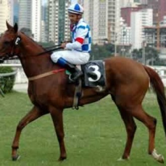 ELFISHNESS – Cidade Jardim – 19/02/2005 – Grande Prêmio “Presidente Fábio da Silva Prado” (Gr.II)