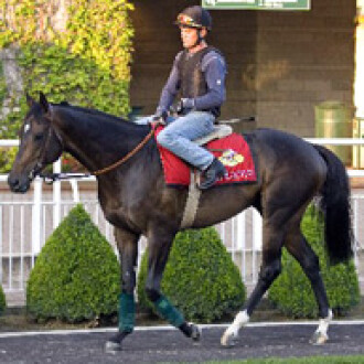 Glória de Campeão é o único cavalo da América do Sul na lista dos 50 melhores do mundo