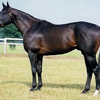 Montbrook (USA) Sire –  Rápido como Raio