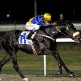 Glória de Campeão enfrentará 13 concorrentes na Dubai World Cup (G.1) de sábado