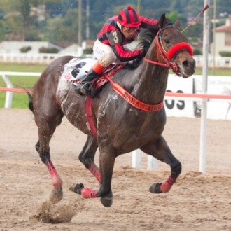 POTRO FILHO DE TIGER HEART, CRIADO EM REGIME DE PENSIONATO NO HARAS SANTARÉM PARA ANTONIO FERNANDO PERCHE, VENCE O PÁREO DE VELOCIDADE