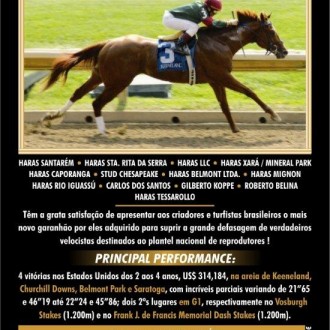 TIGER HEART – SPRINTER da 1a. turma dos USA, é reprodutor sediado no Paraná!