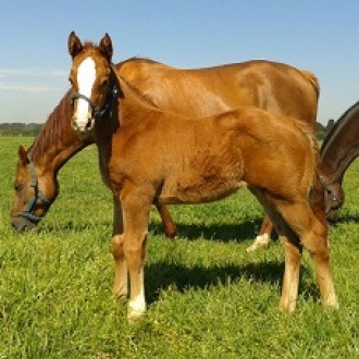 Barbara do Truc na reprodução – 20/08/2015