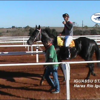 IGUASSU STAR, FILHO DE TIGER HEART E CRIAÇÃO E PROPRIEDADE DO HARAS RIO IGUASSU VENCEU SUA SEGUNDA PENCA SEGUIDA – 01/06/2015 – Carazinho