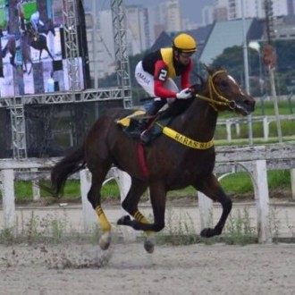 Filho de Tiger Heart criado em regime de Pensionato para o Haras Belmont ganha Grupo 3 e é líder da geração em CJ