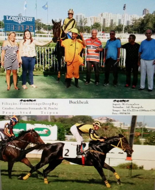 buckbeak 5ª vitória