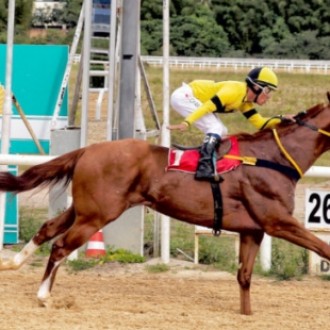 QUICK HEART FAZ BRILHAR AS CORES DO STUD SLICK NO CLÁSSICO BRIGADA MILITAR