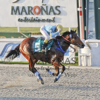 3 animais criados no Haras Santarém receberam rating da OSAF