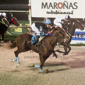 Filhos de Tiger Heart fazem o rapa em Maroñas, inclusive o Clásico Ensayo (G3) com Regal Perses agora líder da geração