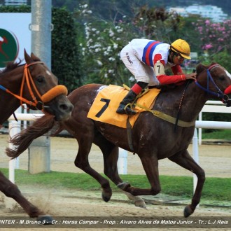 Diamondsprinter criado no Santarém para o Haras Campar fatura a 5ª vitória, Max-Well (Tiger Heart) ganha a 3ª
