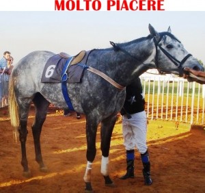 molto-piacere