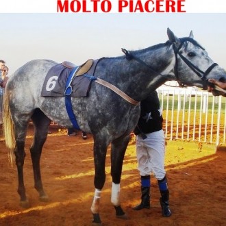 Molto Piacere (Impression) criação Santarém ganha em Ponta Grossa