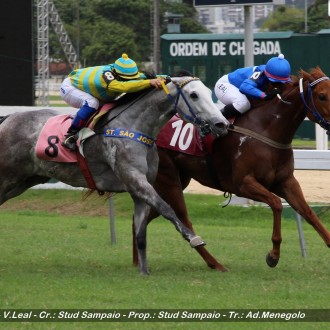 Bela di Tiger e Hacienda Florida, filhas de Tiger Heart ganham na sabatina na Gávea