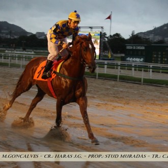 5 filhos de Pioneering ganham neste final de semana na Gávea e Cidade Jardim