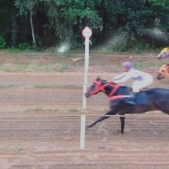Qiang (Tiger Heart) criação Haras Santarém vence penca em Irati