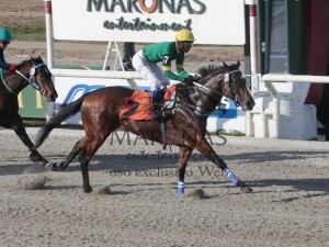 qinling-18-11-clasico-amodeo