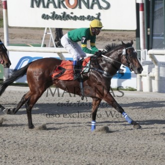 QINLING (Tiger Heart) do Santarém ganha Clásico Amodeo em Maroñas, Querubim (Pioneering) chega em 2º no Clásico Marcelo, Maurício Y Andres Wildnauve