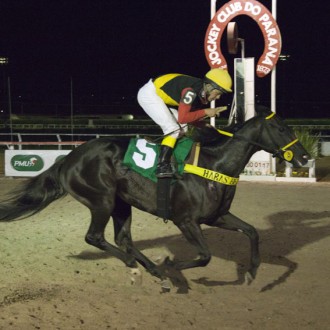 Pioneering Again (Pioneering) criada no Santarém para o Haras Belmmont vence Prova Especial Alcides Coltri no Tarumã