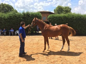 Apresentação potro Valmor