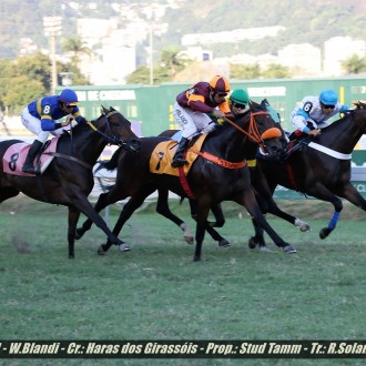 Filhos de Pioneering ganham em Cidade Jardim e Gávea, com destaque para o potro estreante Loophole