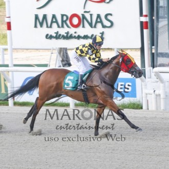 Queenship filha de Tiger Heart criação Santarém vence 3ª no Uruguai