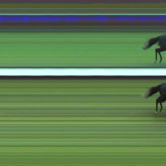 Samba de Bamba por Tiger Heart criado no Santarém reaparece com vitória em Cidade Jardim