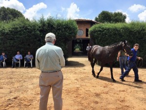 Tom examinando potros