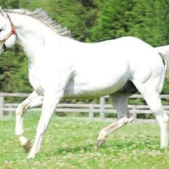 Impression morre aos 21 anos – Haras Santarém agradece sua existência e seus serviços prestados