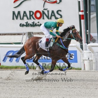Potros do Santarém vencem, Qinling (Tiger Heart) ganha 3ª carreira em Maroñas e Quick Stick (Impression)  vence por vários corpos na Gávea