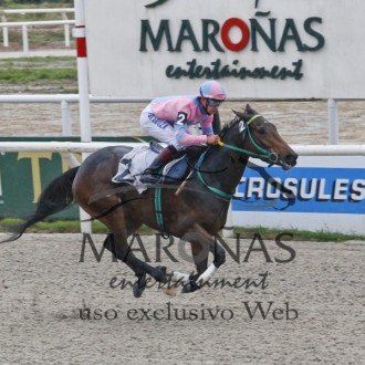 Querubim (Pioneering) do Santarém obtém 3ª vitória em Maroñas em Handicap, One-Piece do Santarém vence na Gávea