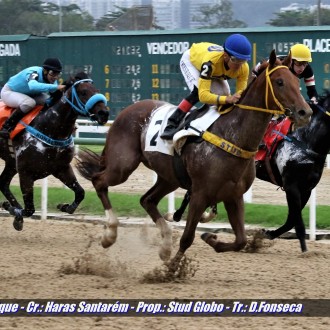 Rafiq (Pioneering) do Santarém vence na Gávea e Speed Tiger (Tiger Heart) vence no Cristal