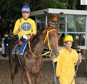 Rafiq 20.05 Jóckey e cavalariço