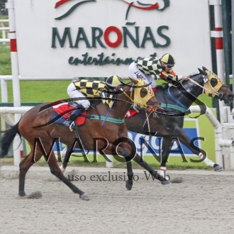 Queenship (Tiger heart) do Santarém vence a 4ª carreira no Uruguai e Velho Guerreiro (Tiger Heart) vence no Cristal