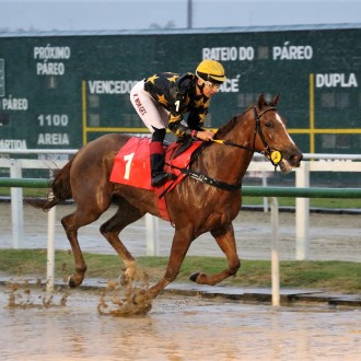 Filhos de Tiger Heart barbarizam vencendo duas Pencas em Iraty e Uruguaiana, e ainda vencem em Cidade Jardim e Gávea !! Pioppo e Qiang do Santarém, Barbara Mel e Sophia Tiger criados no Santarém vencem !!