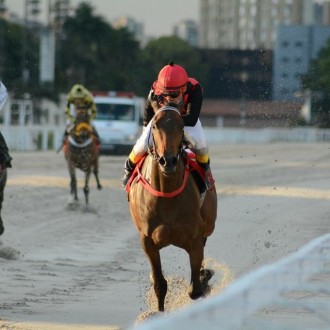Guitar Serenade e Carmine (Tiger Heart) criados no Santarém vencem em CJ e Gávea, One-Piece criação Santarém e Soledade (Tiger Heart) vencem na Gávea.